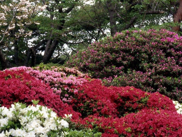 つつじ公園のツツジの写真1