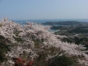 亀山の桜の写真1