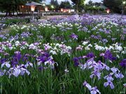 あやめ公園のアヤメ(ハナショウブ)の写真2