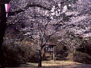 矢祭山の桜の写真2