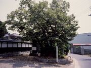親鸞御手植の菩提樹の写真1