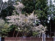 大戸のサクラの写真1
