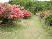 古峰ヶ原峠のツツジの写真1