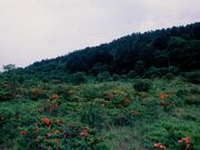 古峰ヶ原峠のツツジの写真2