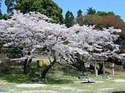 龍頭公園の桜の写真1