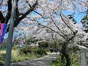 龍頭公園の桜の写真2