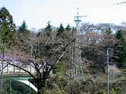 龍頭公園の桜の写真3