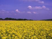 利根川河川敷緑地公園の写真1