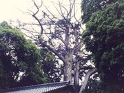 土屋神社神木スギの写真1