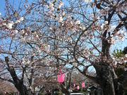太田山公園の桜の写真1