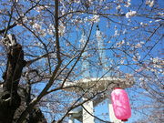 太田山公園の桜の写真2