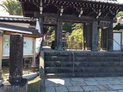 龍華寺の大ソテツの写真1
