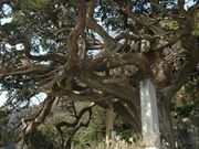 白鳥神社のビャクシンの写真1