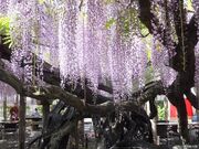 東光寺の長藤の写真1