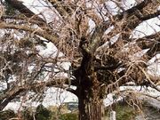 お葉付公孫樹の写真1