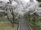亀山公園の桜の写真3
