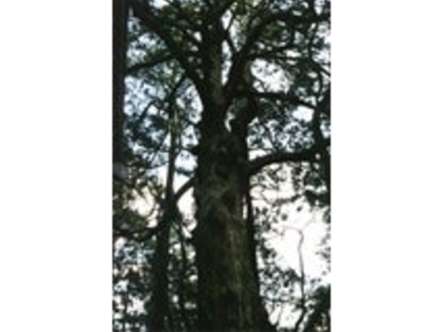 不動堂のフジの写真1