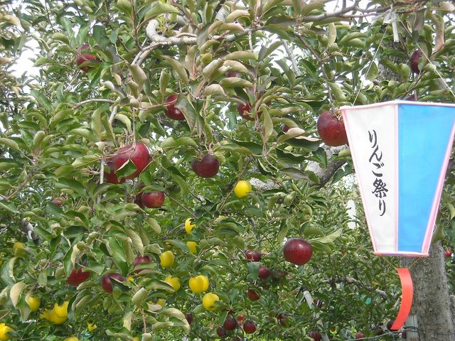 りんご狩の千曲園