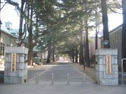 あがたの森ヒマラヤスギ並木の写真1