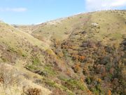 鉢伏山の紅葉の写真1