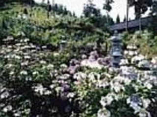 梅雨の季節、アジサイの花が寺を彩る_平等寺
