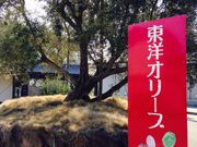 東洋オリーブの写真1