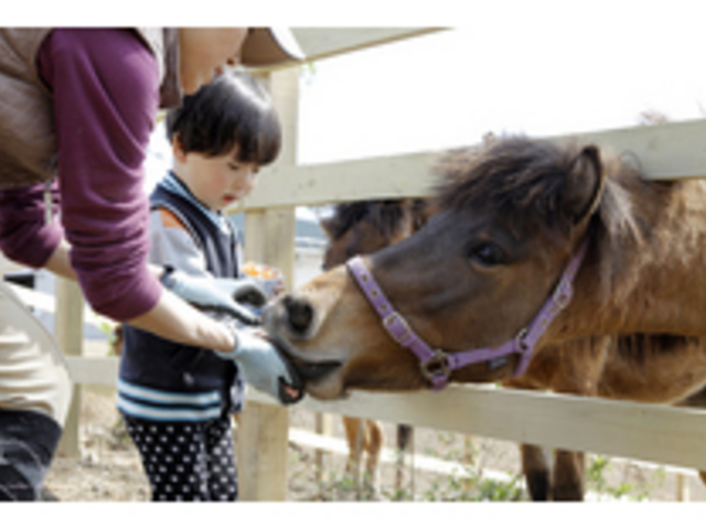 与那国馬ふれあい牧場