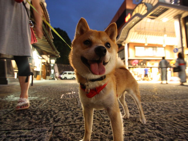 マスコット犬も夕方限定で登場?!_(有)力舎本店