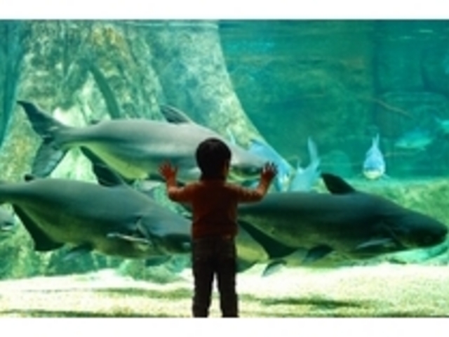 メコンオオナマズの大きさに感動!_世界淡水魚園水族館 アクア・トトぎふ