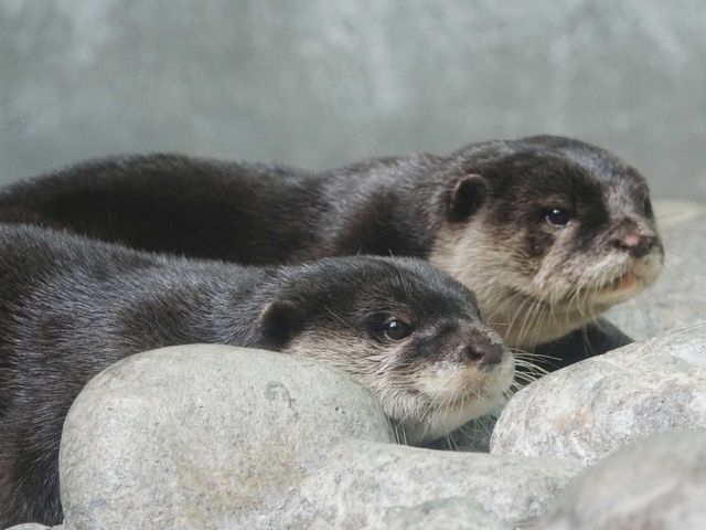 世界淡水魚園水族館 アクア・トトぎふ