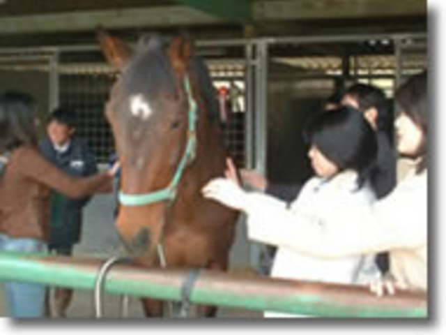 馬とのふれあいタイム_ホースファーム エルミオーレ豊田