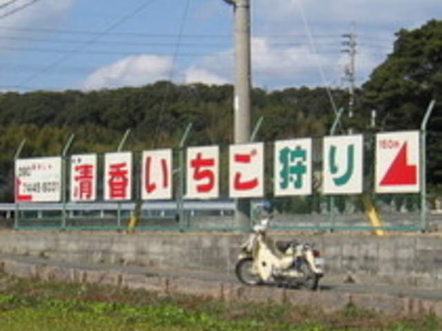 手作り看板 ぜひ見にきてね!!_あかしゃのいちご畑
