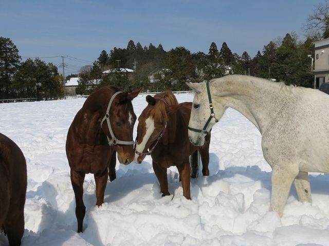 乗馬クラブ ニューシーズン御殿場
