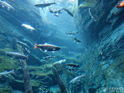 世界淡水魚園水族館 アクア・トトぎふの写真3