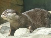 世界淡水魚園水族館 アクア・トトぎふの写真4