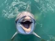 日本ドルフィンセンターの写真4