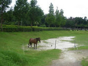 ホースファーム エルミオーレ神戸の写真3