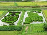 トラちゃん田んぼの写真2