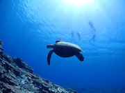 ダイブハウスマンタ石垣島の写真2