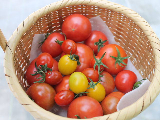 とまと1kg_観光農園トマトファーム