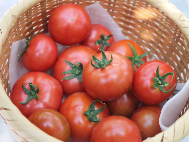 とまと1kg_観光農園トマトファーム