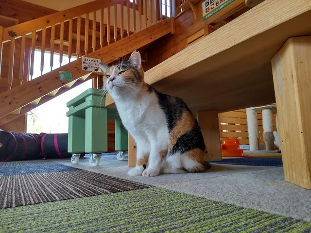 ねこのいえ