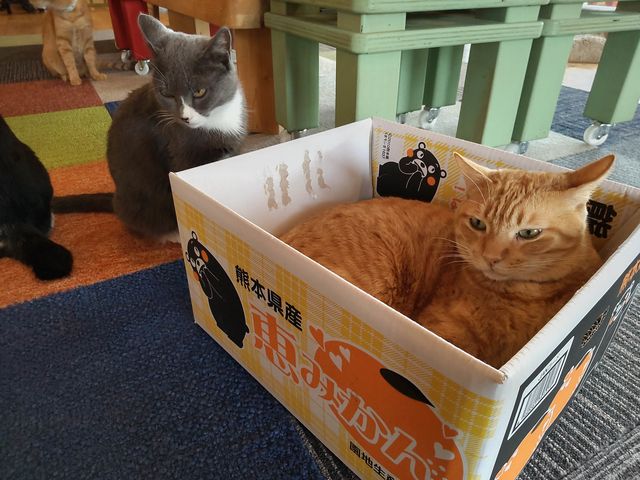 ねこのいえ