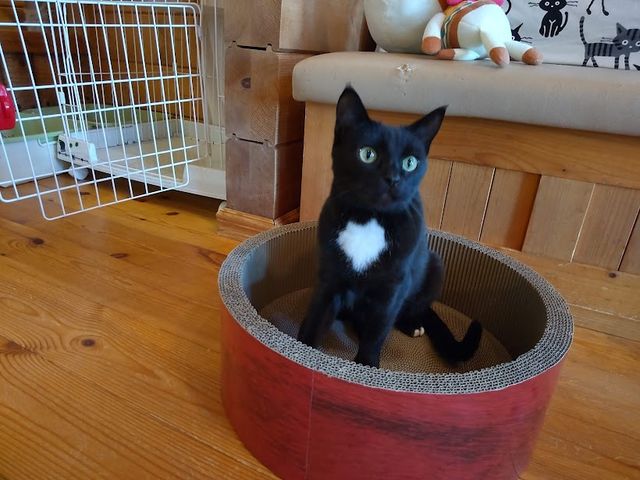 ねこのいえ
