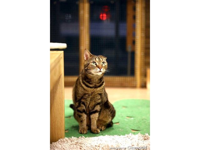 みんなのリーダータイガ君_ネコカフェ ひなたぼっこ