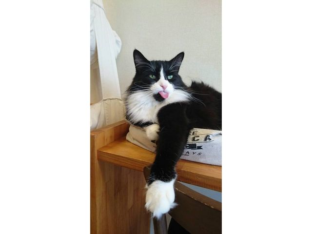 ノルウェージャンフォレストキャットのプリンちゃん_ネコカフェ ひなたぼっこ