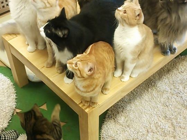 おやつに大集合です!!_ネコカフェ ひなたぼっこ