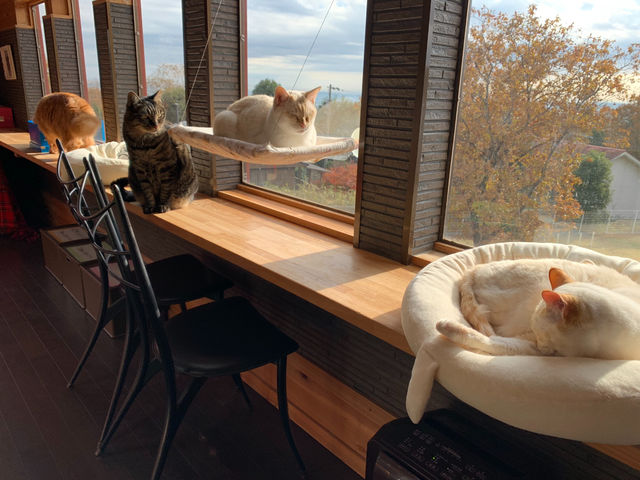 日当たりの良い窓際で日向ぼっこ
猫カフェ2F_キャットカフェ ミーチェ