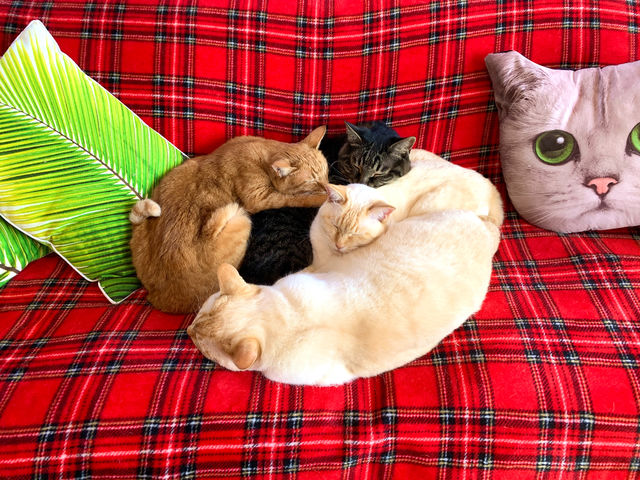 猫カフェ2F 冬名物おしくらまんじゅう_キャットカフェ ミーチェ