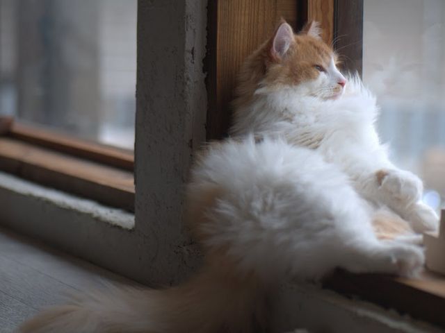ノルウェージャンフォレストキャットのノル君_猫カフェ 美猫